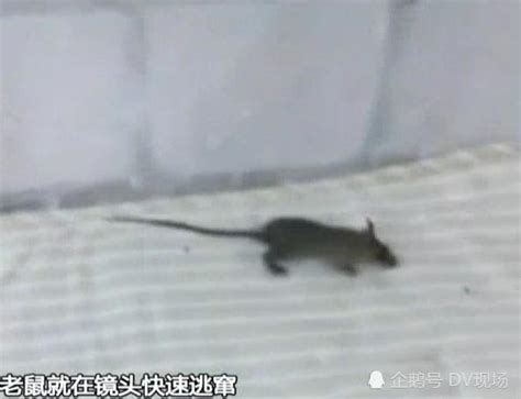聪明的小老鼠（小老鼠去旅行） - 幼儿故事 - 故事365