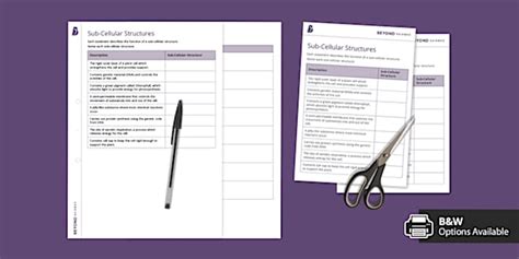 Sub-Cellular Structures Worksheet | KS3 Biology | Beyond