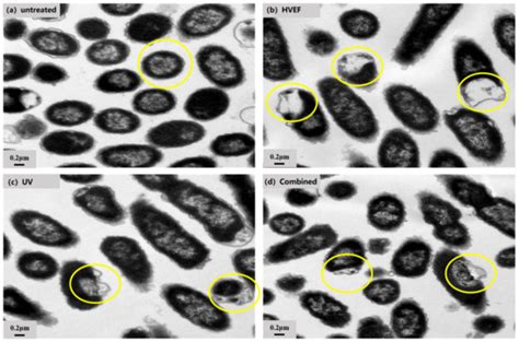 Enhancing Escherichia coli Inactivation: Synergistic Mechanism of ...