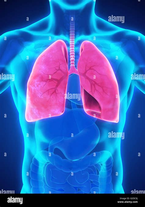 Image result for Lung Segmentation Using CNN