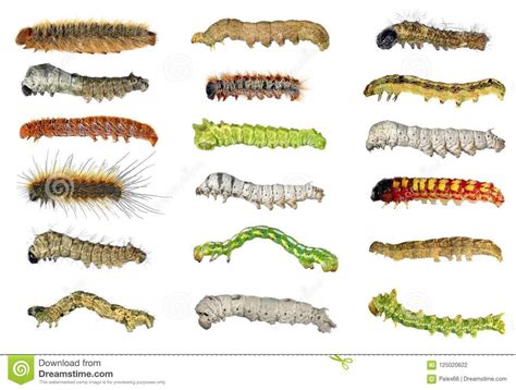 Larvae Identification 的图像结果