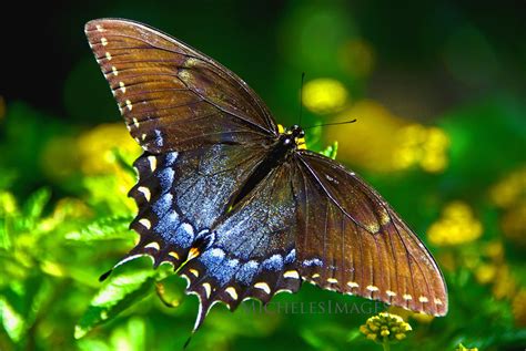 Blue Swallowtail Butterfly on Yellow Flowers