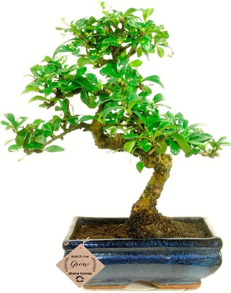 Abana Homes S Shape Ficus Bonsai Real Plants with Ceramic Pot (Low ...