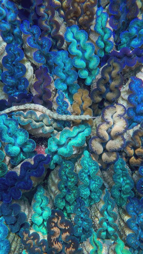 Image result for Clam Level 2