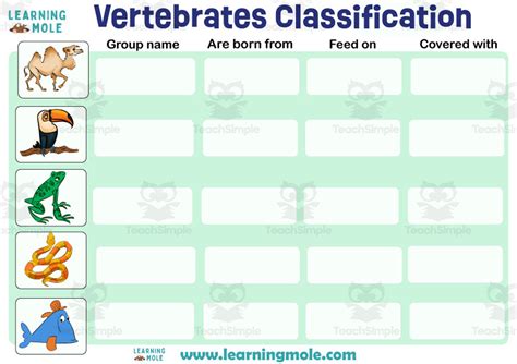 Image result for Classification Key Vertebrates KS2