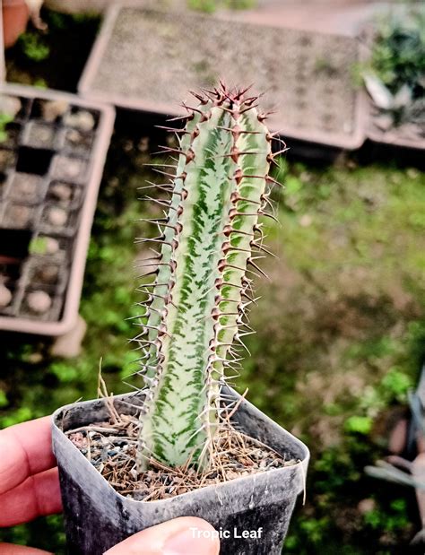 Euphorbia confinalis ssp rhodesica | Tropicleaf