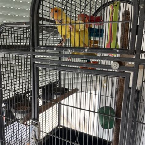 Image result for Elevage Inseparable Conseils