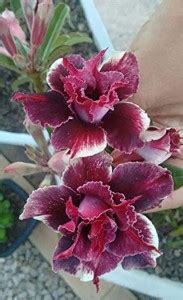 Trothic Gardens Rare Adenium Obesum Plant" crimson red" 1 Seedling ...