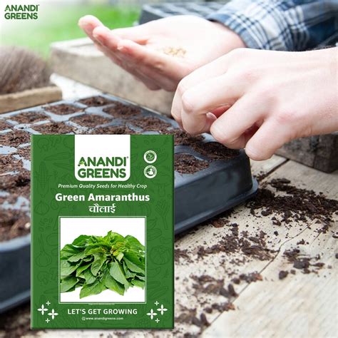 Green Amaranthus ( हरा साग ) Seeds — Anandi Green's