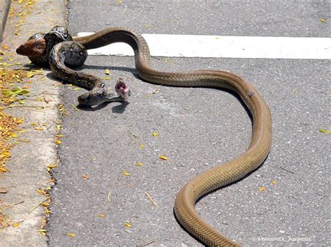 Image result for Konigskobra vs Python