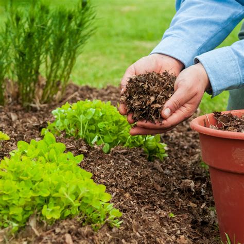 What To Use In Flower Beds Besides Mulch | Best Flower Site