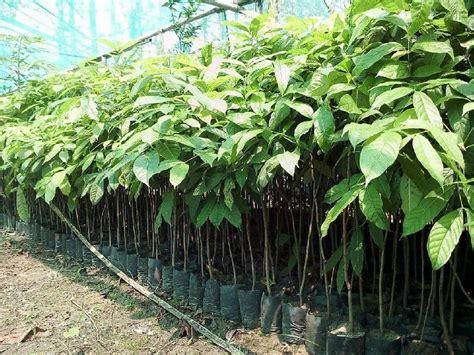 Creative Farmer Swietenia Mahagoni ' Mahogany ' Tree Live Plant (1 ...
