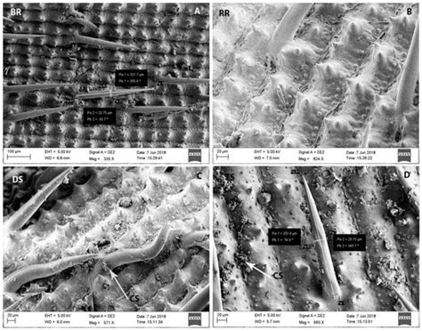 Grain Characteristics, Moisture, and Specific Peptides Produced by ...