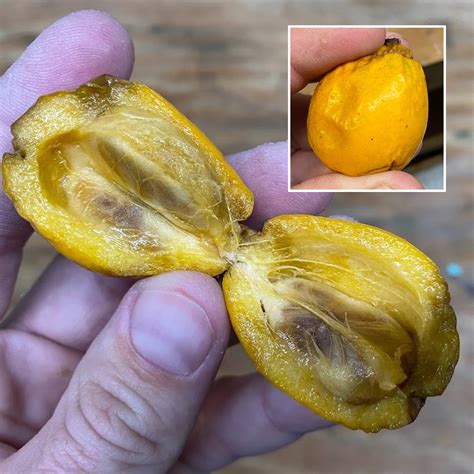 Buy 1000+ Exotic and Rare Plants from Around the World in India – Page ...