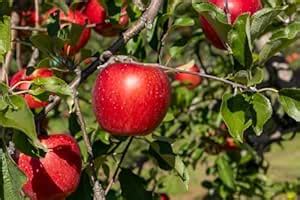 ABEFARIYA Live Apple Plant Especially For Hot Climate/Hot Weather ...