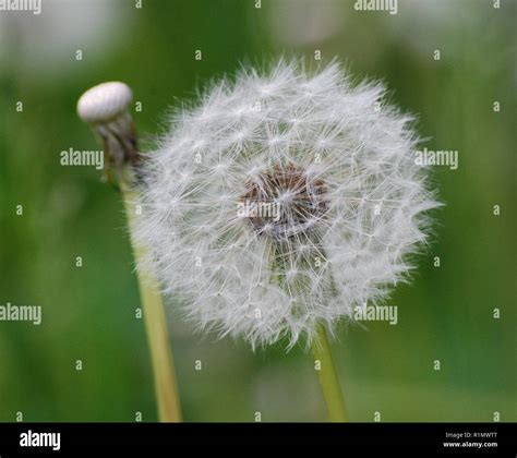 Dandelion Plant Life Cycle