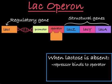 Image result for ATH Operon Positive Control
