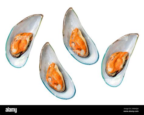 Image result for Lateral View Musselshell