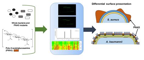Glycomics Microarrays Reveal Differential In Situ Presentation of the ...