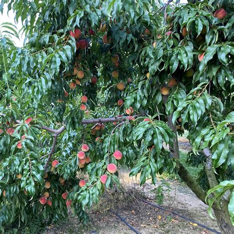 Orchard Information - Bauman Orchards
