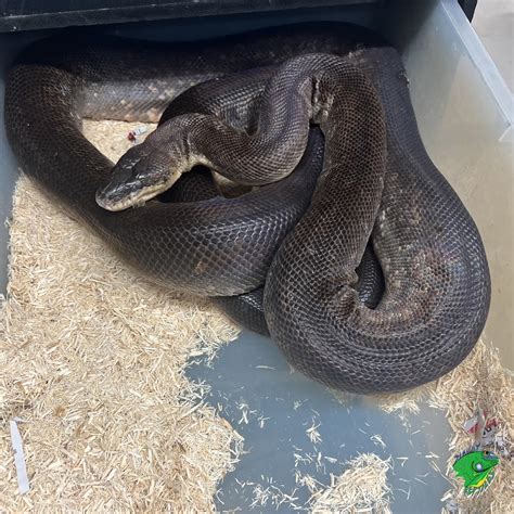 Macklot Python 的图像结果