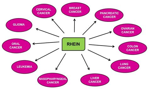 Therapeutic Emergence of Rhein as a Potential Anticancer Drug: A Review ...