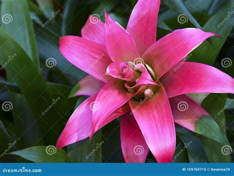 Guzmania Lingulata Pink Flower Close Up.Bromelia in the Garden.Scarlet ...