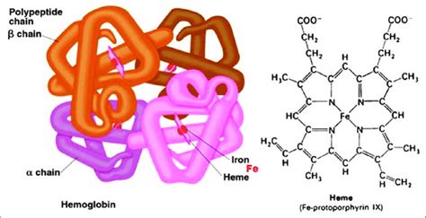 Image result for Normal Hemoglobin Structure