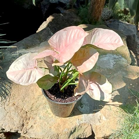 Syngonium Pink Allusion Plant