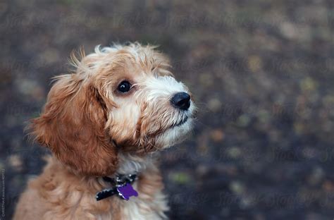Image result for Cockapoo Dog Baby