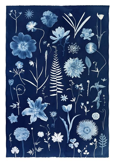 Cyanotype Intensive - Sanborn Mills Farm