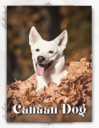 Canaan Dog: Dog breed overview and guide eBook : Pustova, Nina: Amazon ...