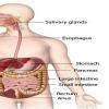 Draw a diagrammatic representation of the human digestive system ...