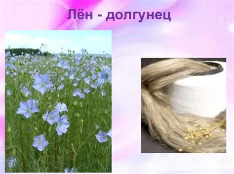 Лен: 90+ фото, описание 9 видов и сортов, уход, посадка, отзывы