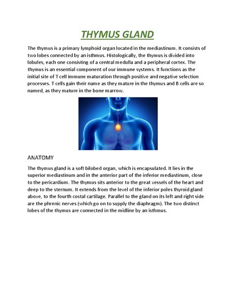 Thymus Gland - THYMUS GLAND The thymus is a primary lymphoid organ ...