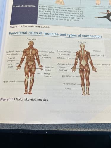 Image result for Muscle Contraction Functional Task