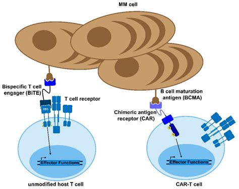 Keeping Myeloma in Check: The Past, Present and Future of Immunotherapy ...