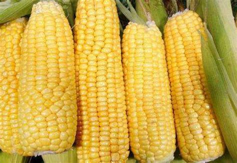 玉米的原产地是哪里，玉米多少钱一斤，玉米价格受什么因素影响？- 理财技巧_赢家财富网