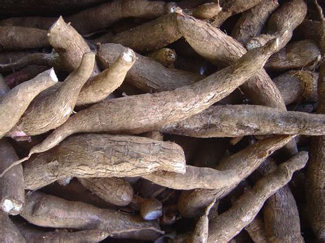 Cassava | Description, Origin, Poison, Taste, Benefits, & Facts ...