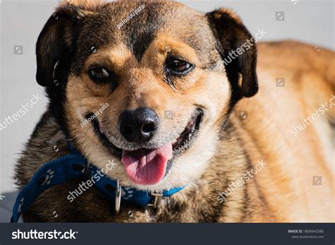 Smiling German Shepherd Meme