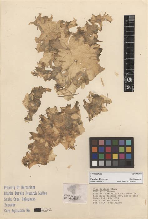 Ulva lactuca