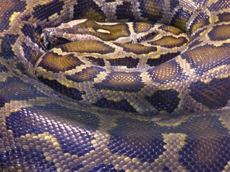 Image result for Burmese Python Recipes