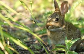 Image result for Male Bunny Ears