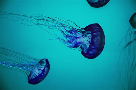 Possible cure found for box jellyfish sting | Weblio Weekly