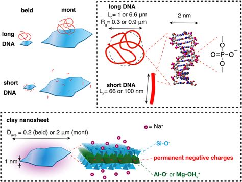 Image result for How to Make DNA Model Using Clay