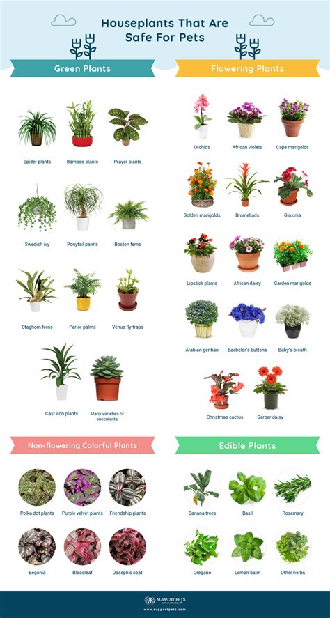 Safe Houseplants for Pets: A Guide