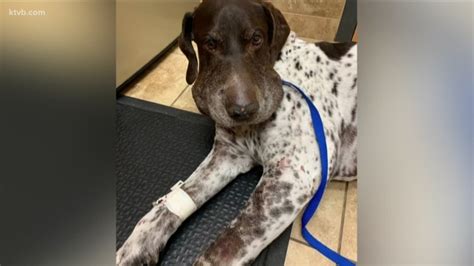 'He started bleeding from his lips and gums': Rattlesnake bites dog ...