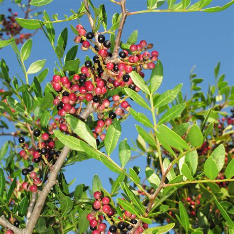 Mastix - Mastix-Strauch, Mastix-Pistazie – Pistacia lentiscus L ...