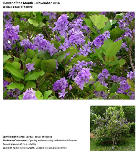 Spiritual power of healing : spiritual meaning of flower