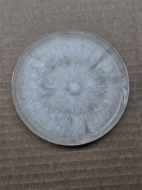 KSAT Clouds Research Plate - SporeSwaps